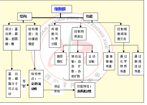 绘制细胞膜结构和功能的概念图"细胞核"教学设计