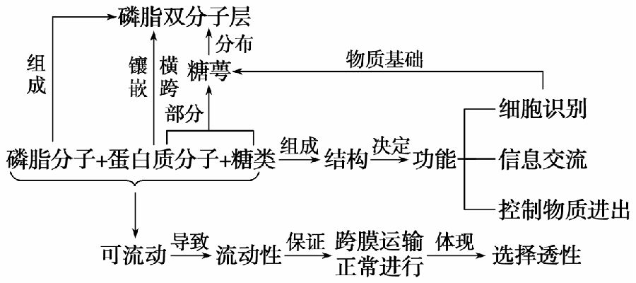 细胞膜的功能有三:一为系统的边界