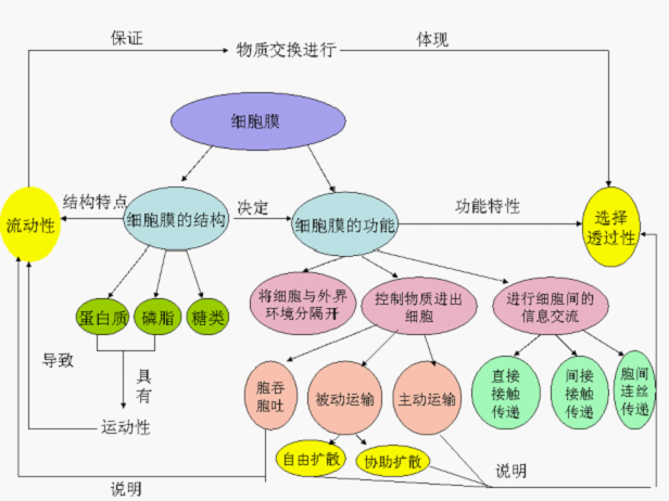 細胞膜結構和功能的概念圖