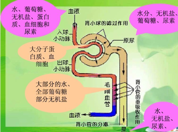 尿液的形成过程手绘图图片