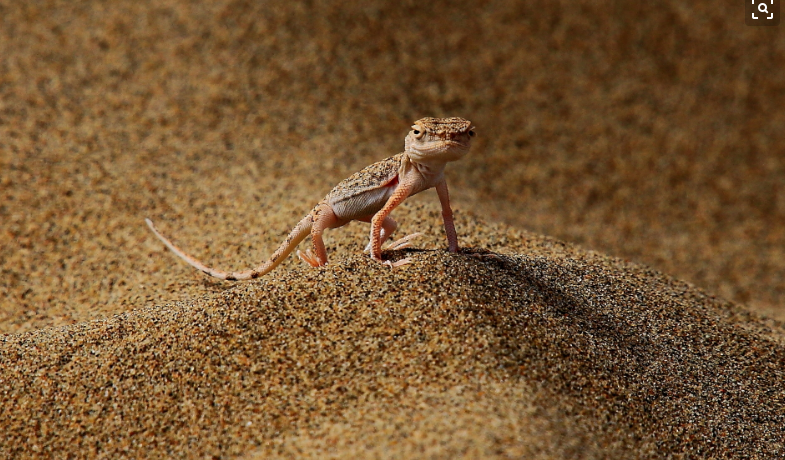 美文鉴赏:《一只沙漠蜥蜴》