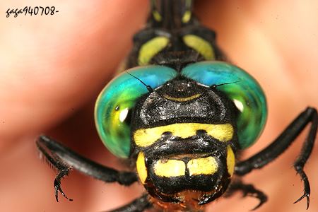 几种蜻蜓的区分