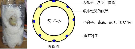 每隔两天有次序的放入几粒蚕豆种子在吸水纸上,直到最先放入的蚕豆